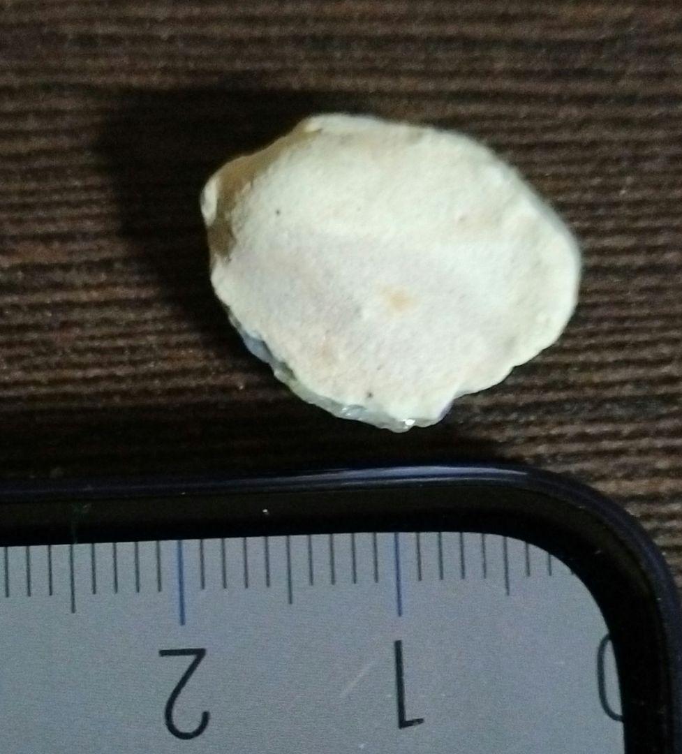 オーストラリア産 未研磨オパール化貝化石 オパライズドシェル 7カラット