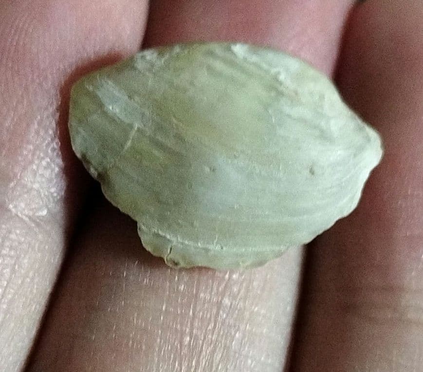 オーストラリア産 未研磨オパール化貝化石 オパライズドシェル 7カラット