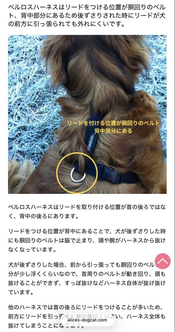 ペルロス ハーネス チョコレート