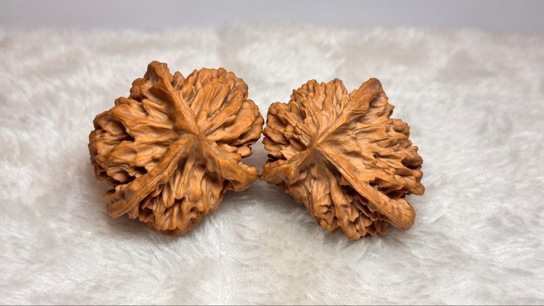 49帝王三棱
