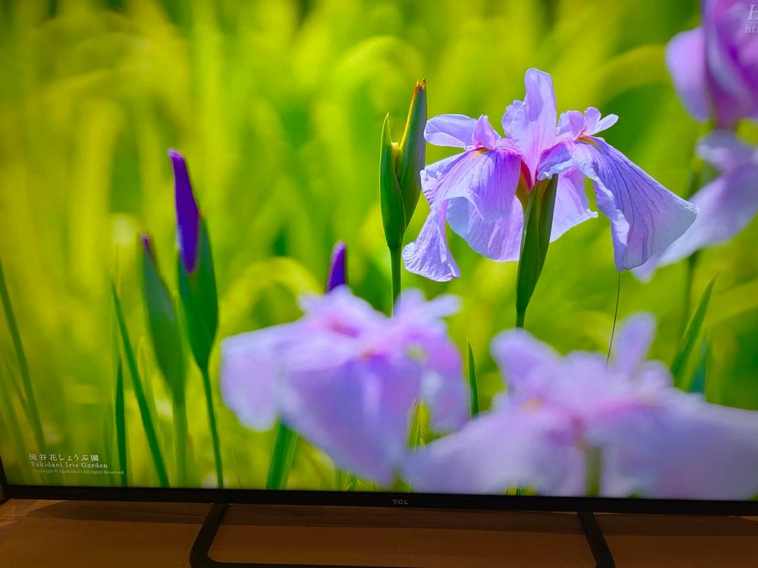特価 TCL 55P815 Android TV / 4K対応 2020年製