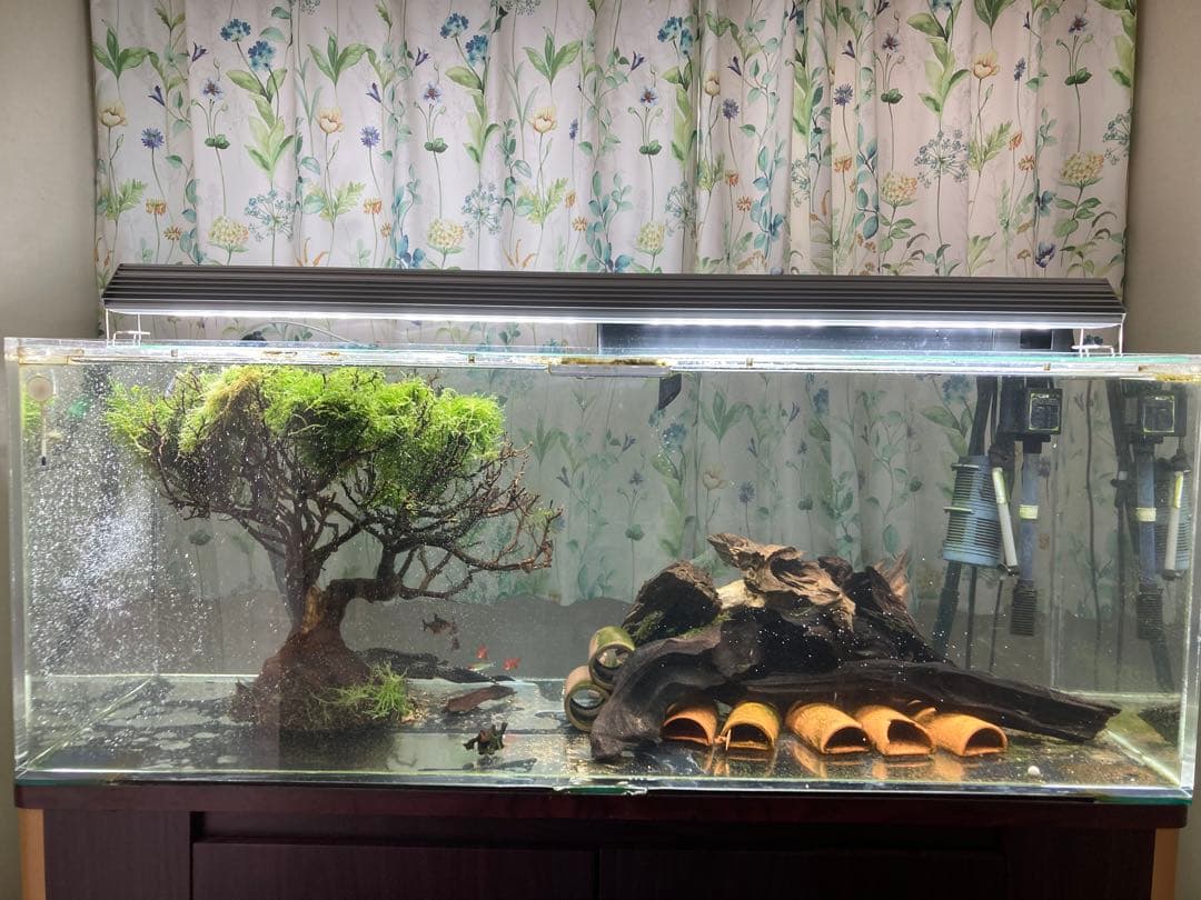 一点物の超大型流木