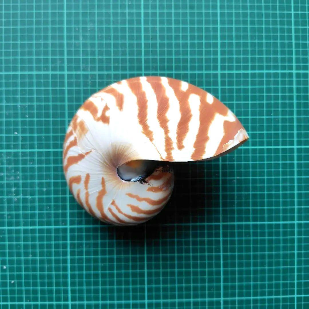 美品　フィリピン産　　　　　　　　　　　 オウムガイの殻