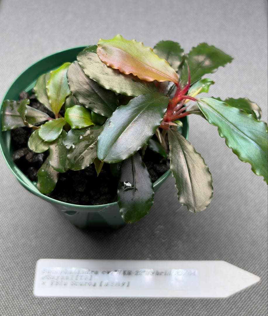 水草 Bucephalandra cv. \"HKR-22\"
