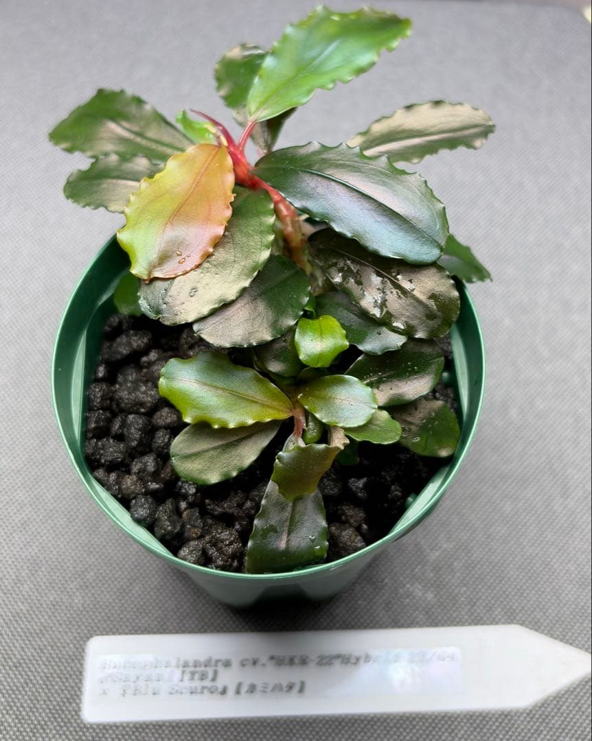 水草 Bucephalandra cv. \"HKR-22\"