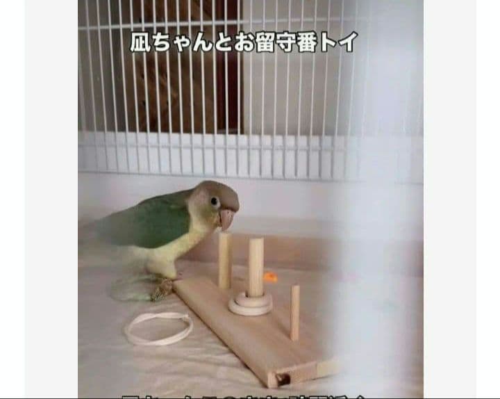 $263　⭐　フォージングトイセット⭐　輪投げ　バードトイ　文鳥　インコ