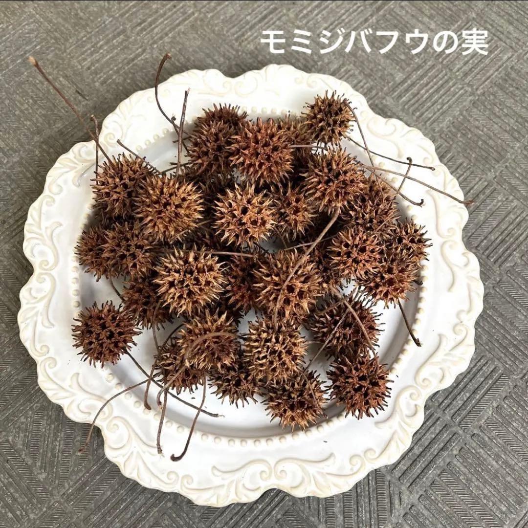 モミジバフウの実　アンバーバーム