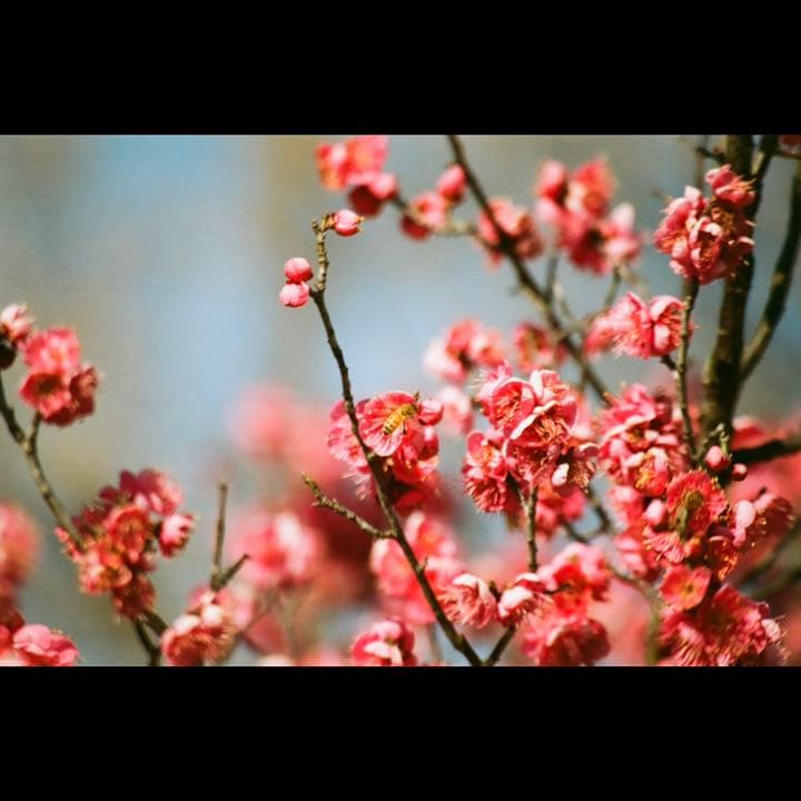 NIKON F50D レンズセット