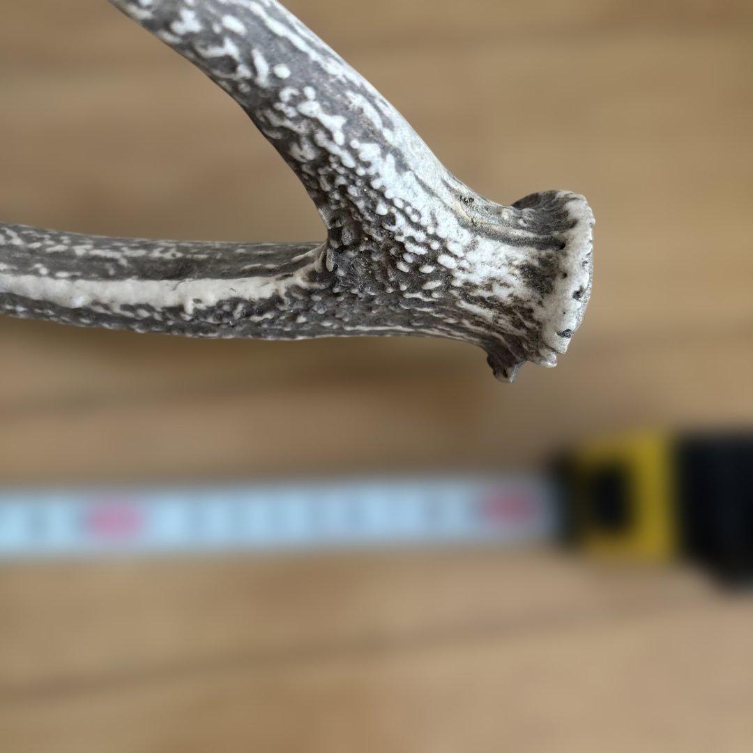 しかのツノ　約60cmと50cm
