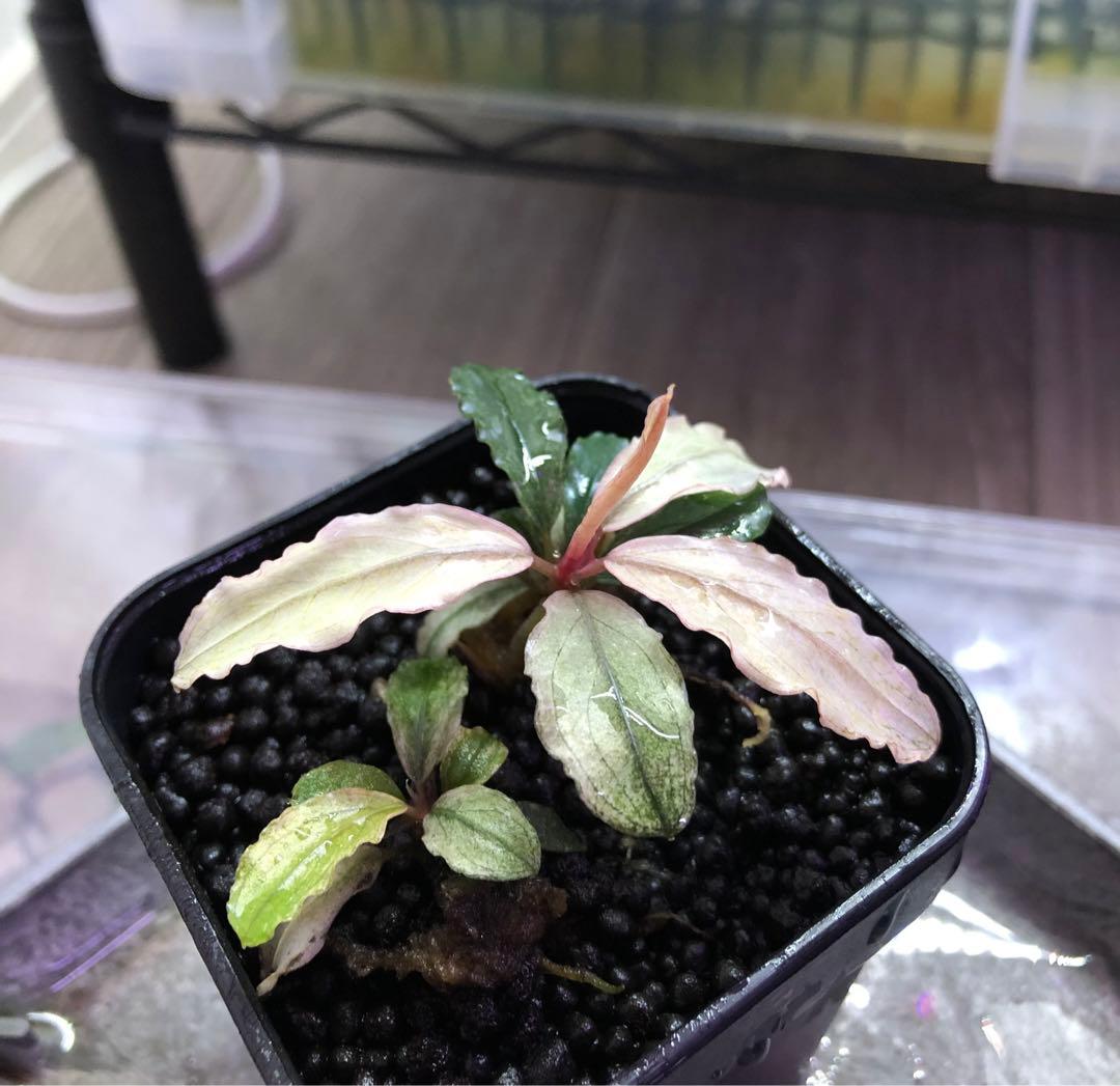 陰性水草【ブセファランドラ】Pink Variegata ピンクバリエガータ①