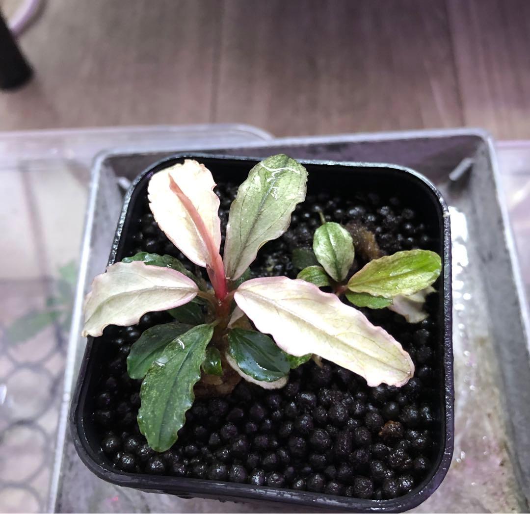 陰性水草【ブセファランドラ】Pink Variegata ピンクバリエガータ①