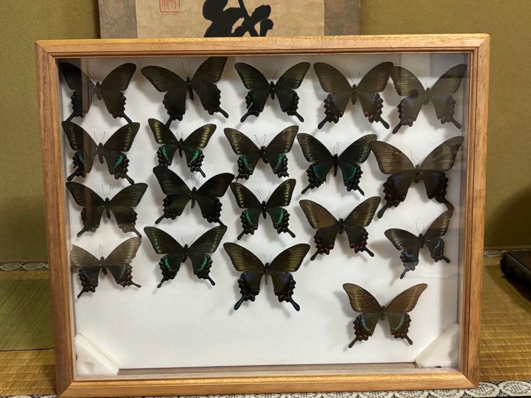 蝶標本 3セット 黒・木製フレーム　ミヤマカラスアゲハ