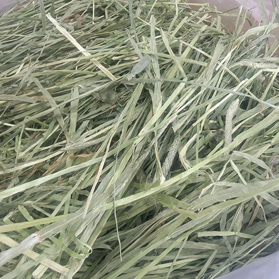 チモシー 10kg ウサギ モルモット うさぎ デグー チンチラ １番刈り 餌