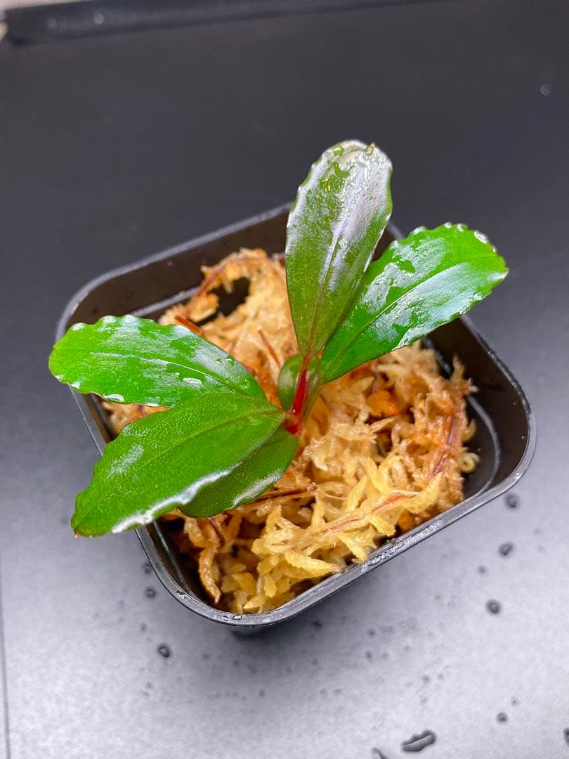 水草 Bucephalandra sp. Serawai1 Kab Sintang