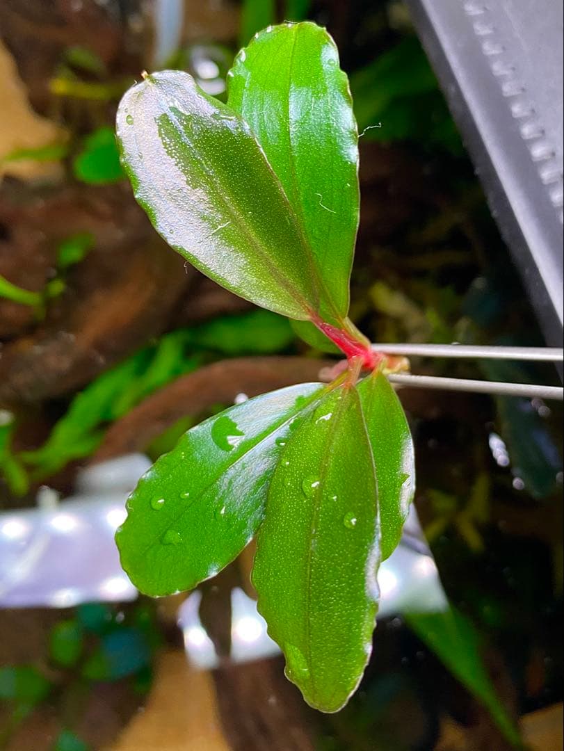 水草 Bucephalandra sp. Serawai1 Kab Sintang