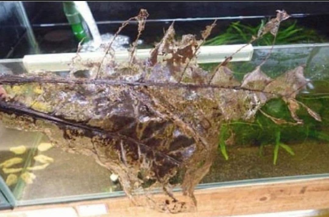 大小様々　無農薬マジックリーフ　天然ももたまな葉　1200　枚