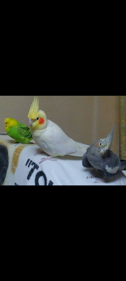 オカメインコ❤確認用です。