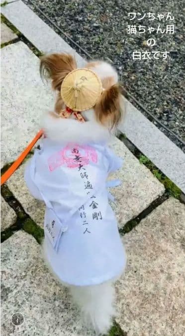ペット巡礼白衣 Sサイスセット