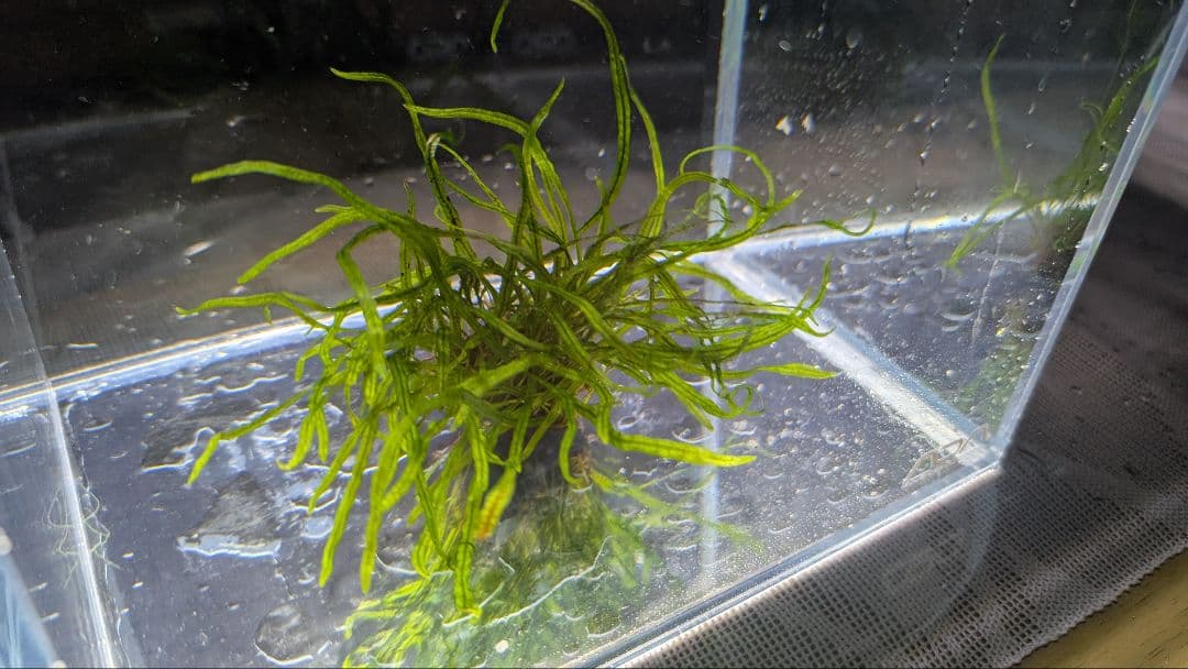 レア水草　ミクロソリウムsp本ナロー細葉 ADA タイ産　完全無農薬　溶岩石活着