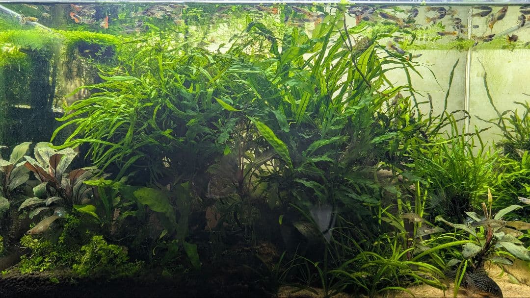 レア水草　ミクロソリウムsp本ナロー細葉 ADA タイ産　完全無農薬　溶岩石活着