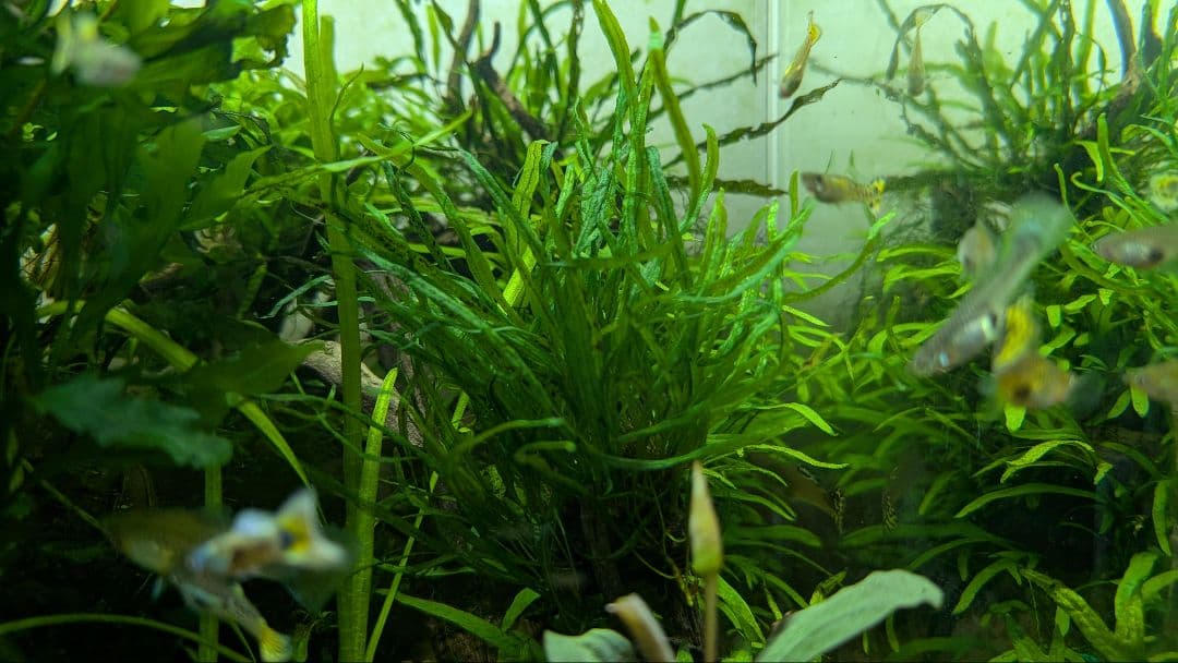 レア水草　ミクロソリウムsp本ナロー細葉 ADA タイ産　完全無農薬　溶岩石活着