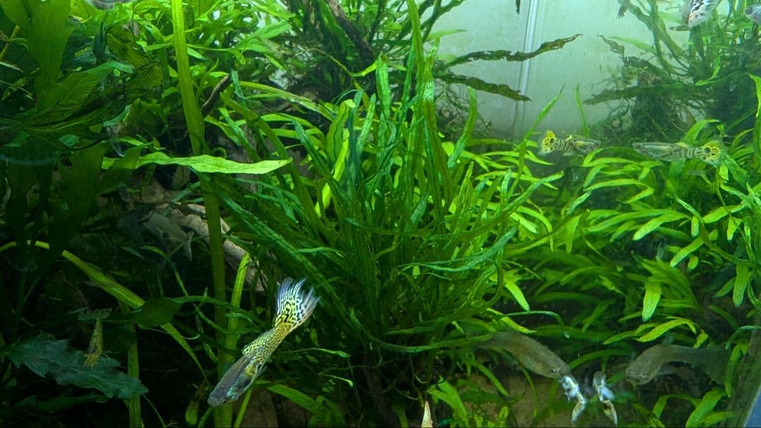 レア水草　ミクロソリウムsp本ナロー細葉 ADA タイ産　完全無農薬　溶岩石活着