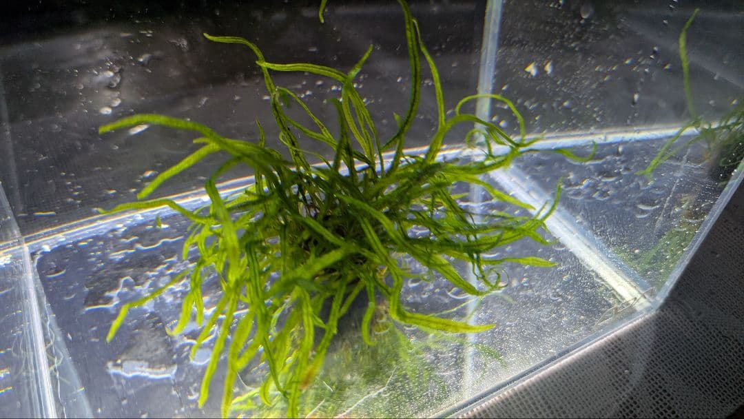 レア水草　ミクロソリウムsp本ナロー細葉 ADA タイ産　完全無農薬　溶岩石活着