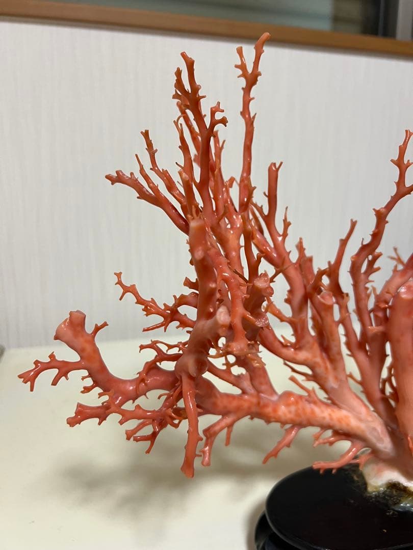 天然深海赤珊瑚　ピンク珊瑚 枝珊瑚　置物 宝石　原木　sango サンゴ　希少