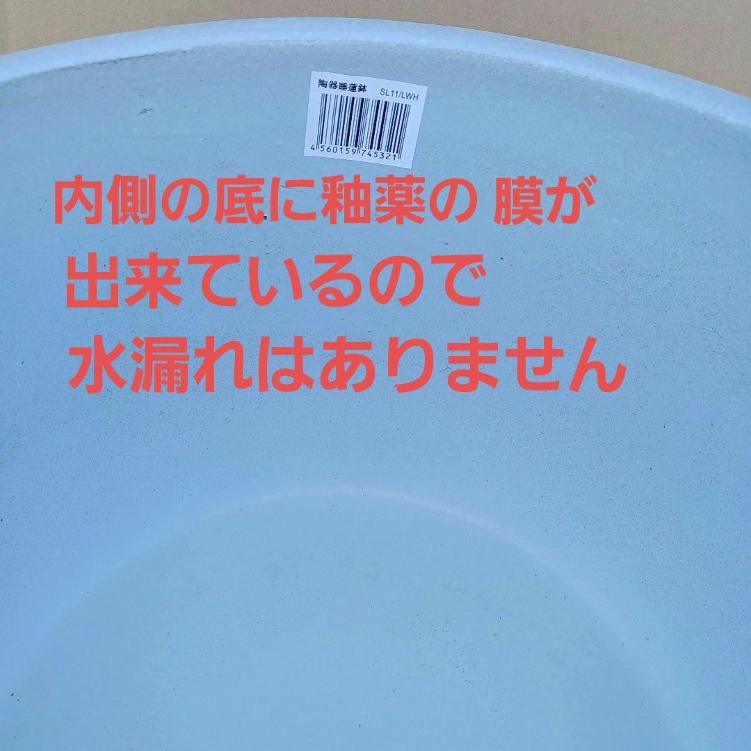 新品　∅50　陶器　睡蓮鉢　特大　メダカ鉢　白　ホワイト　ルーバー　難有　LWH