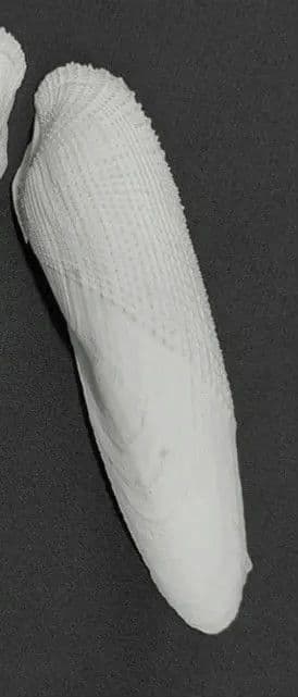 15cm ペガサスノツバサガイ   テンシノツバサ 貝殻  標本