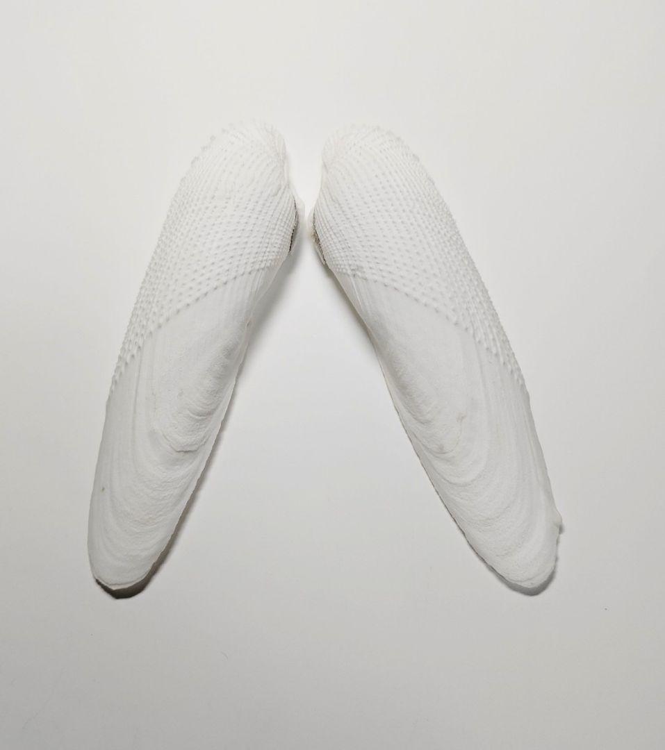 15cm ペガサスノツバサガイ   テンシノツバサ 貝殻  標本