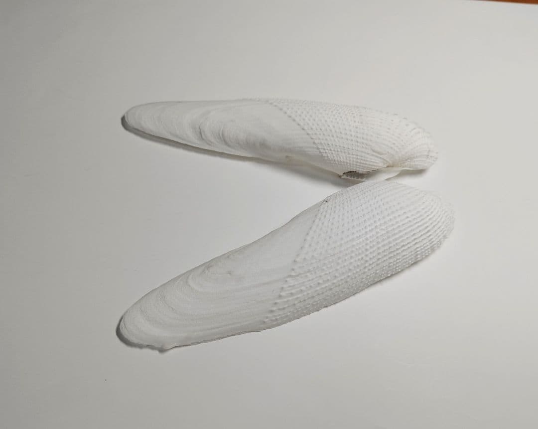 15cm ペガサスノツバサガイ   テンシノツバサ 貝殻  標本