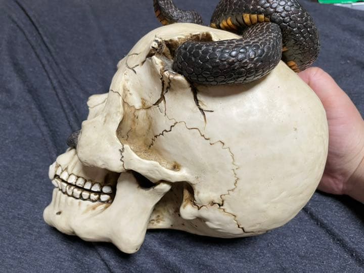 ドクロ貯金箱