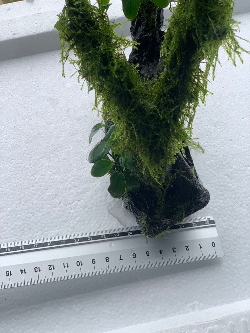 水槽用流木 モス付き 中型