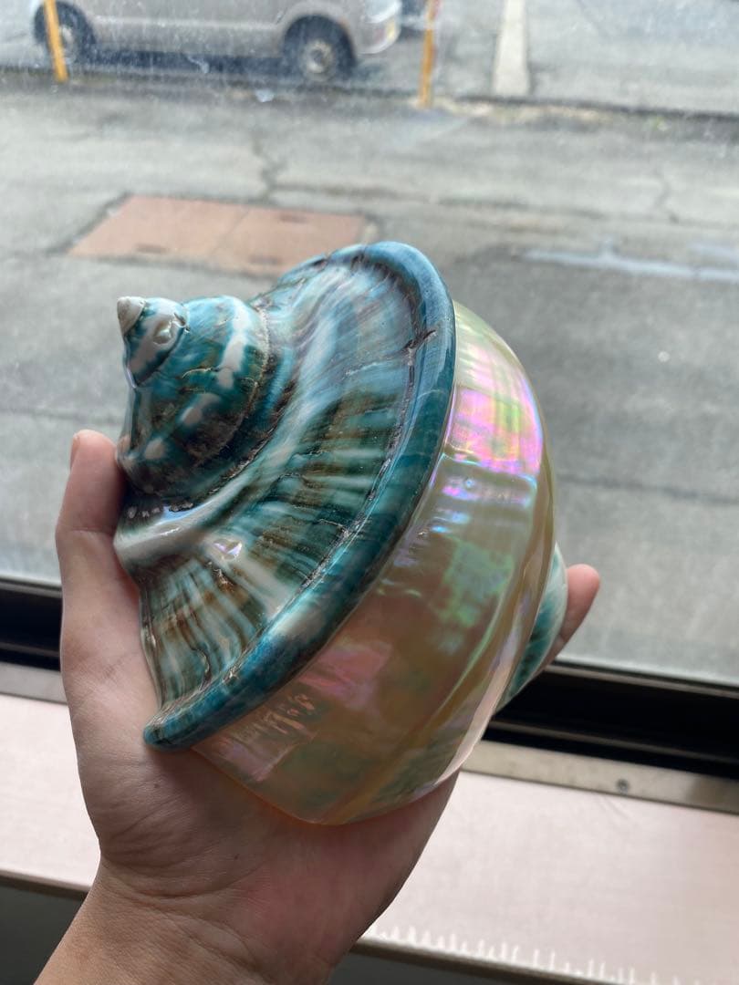 夜光貝　磨き上げ済み　美品　置物　アクセサリー　14x17cm