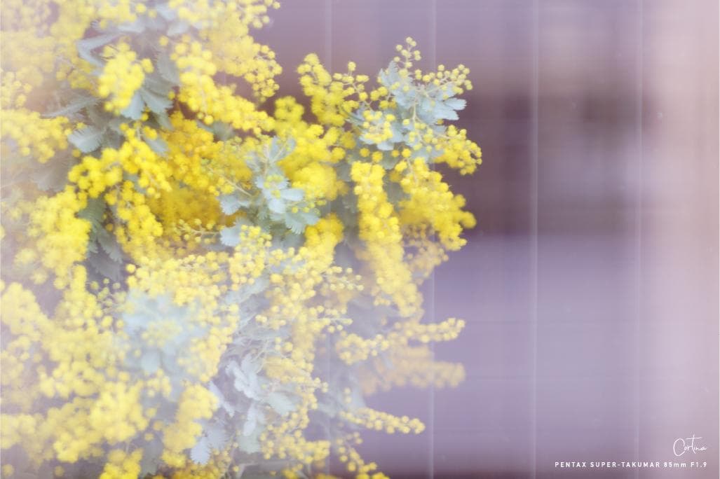★銘玉★ PENTAX Super-Takumar 85mm F1.9 M42
