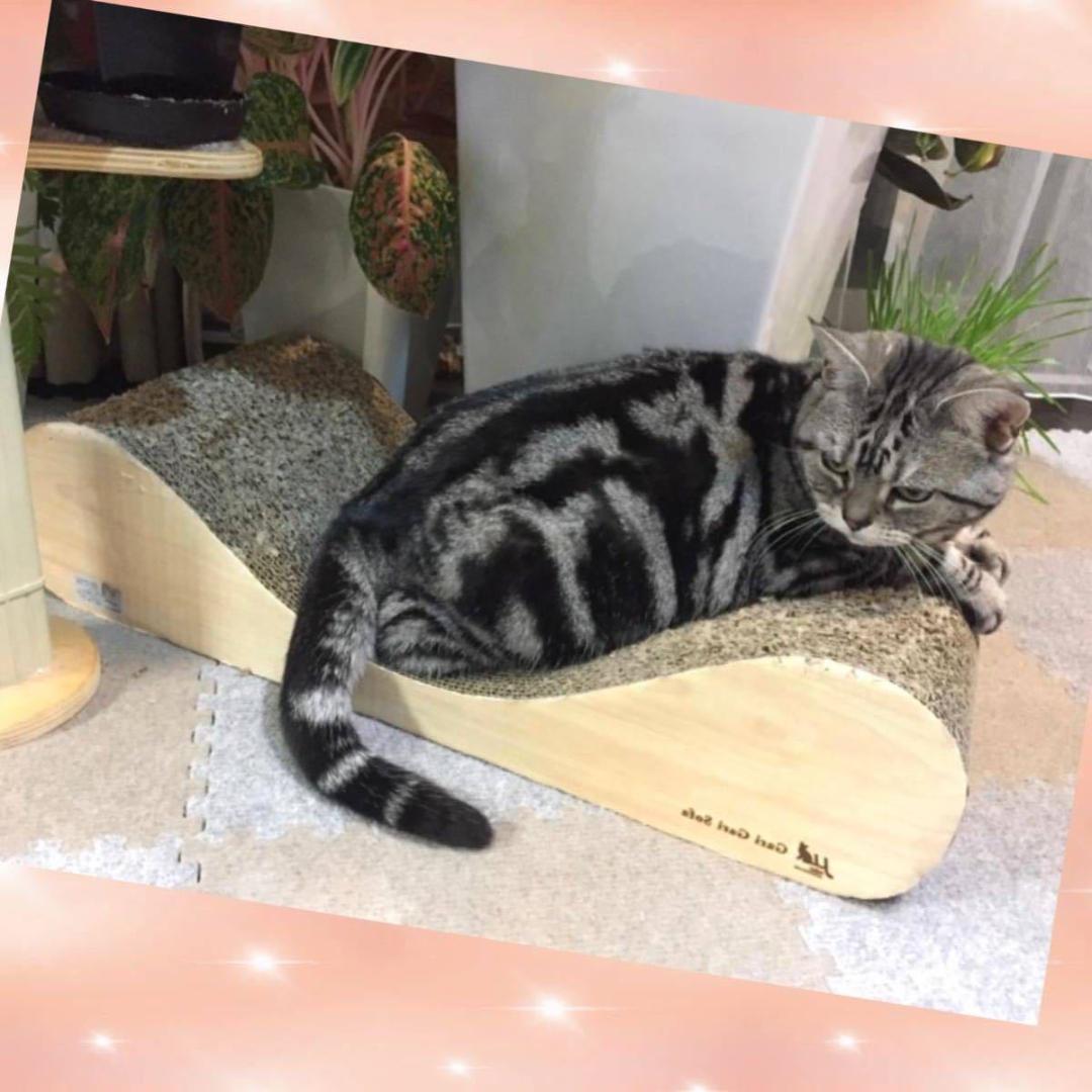 ❤愛猫ちゃんの爪研ぎとしてのみならず寛げるソファーやベッドとしても大活躍♪❤