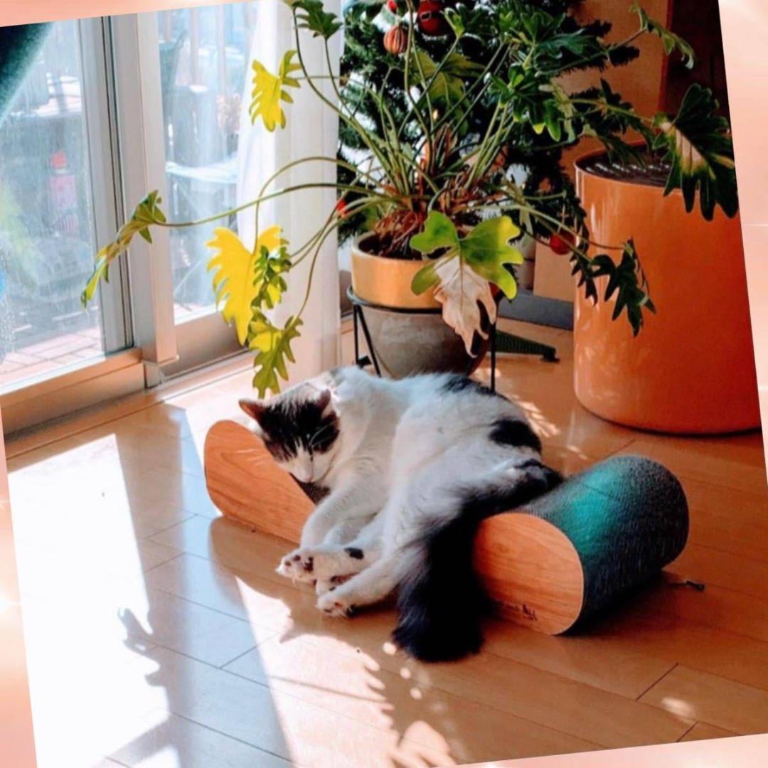 ❤愛猫ちゃんの爪研ぎとしてのみならず寛げるソファーやベッドとしても大活躍♪❤