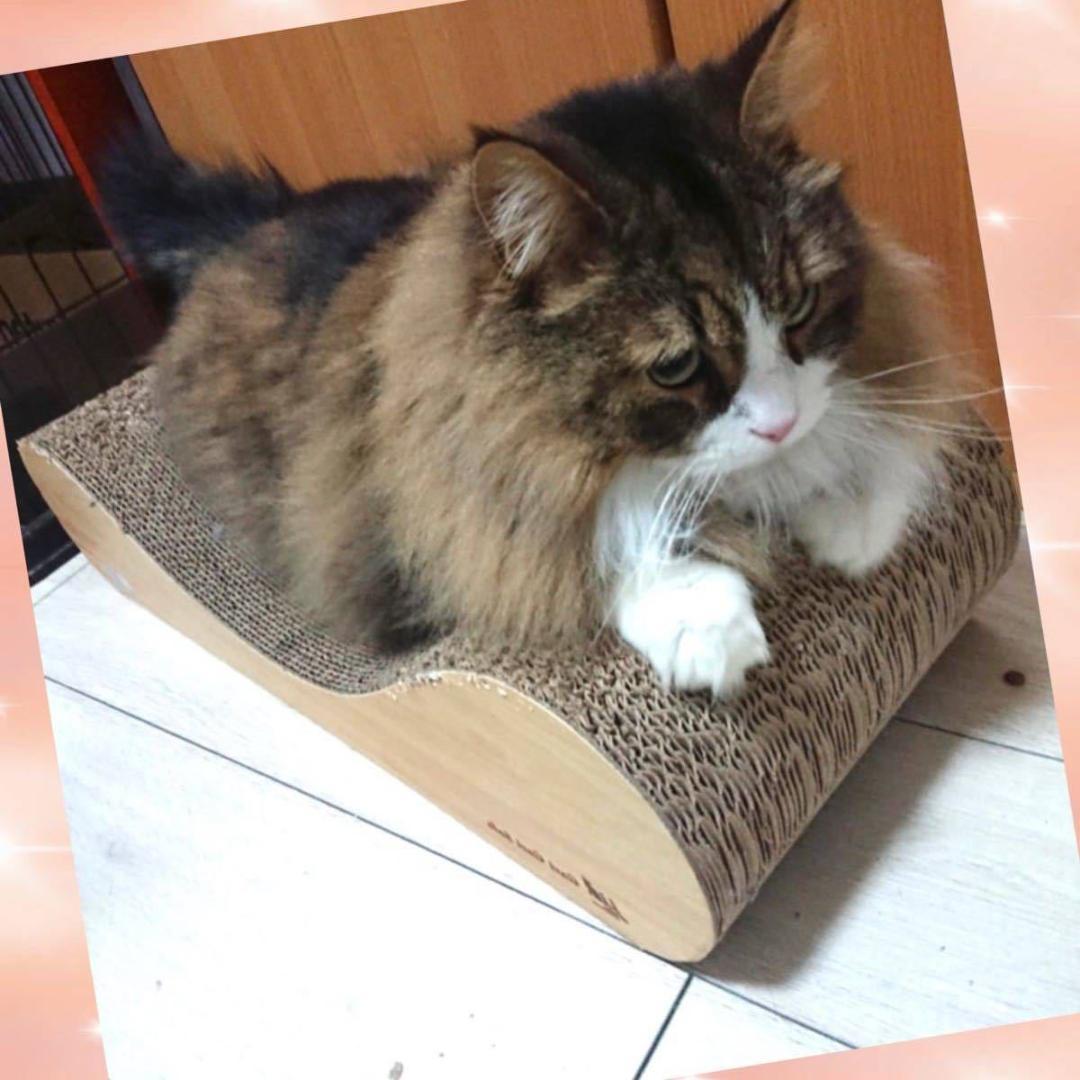 ❤愛猫ちゃんの爪研ぎとしてのみならず寛げるソファーやベッドとしても大活躍♪❤