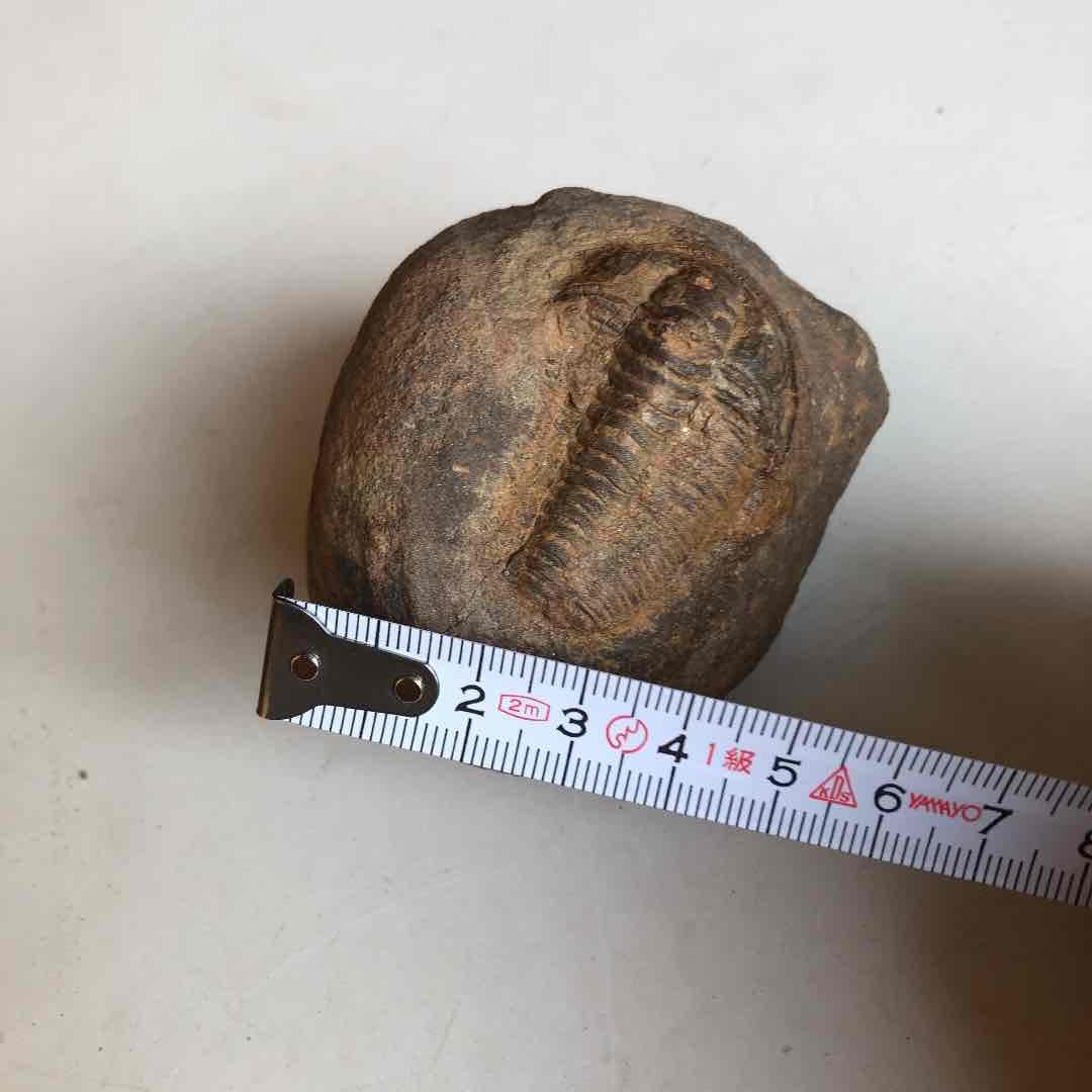 三葉虫の化石　モロッコの砂漠で採取　輸出禁止になりました