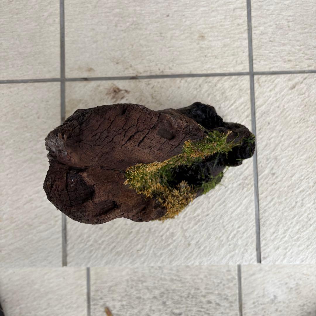 【大型流木】ウィローモス活着済