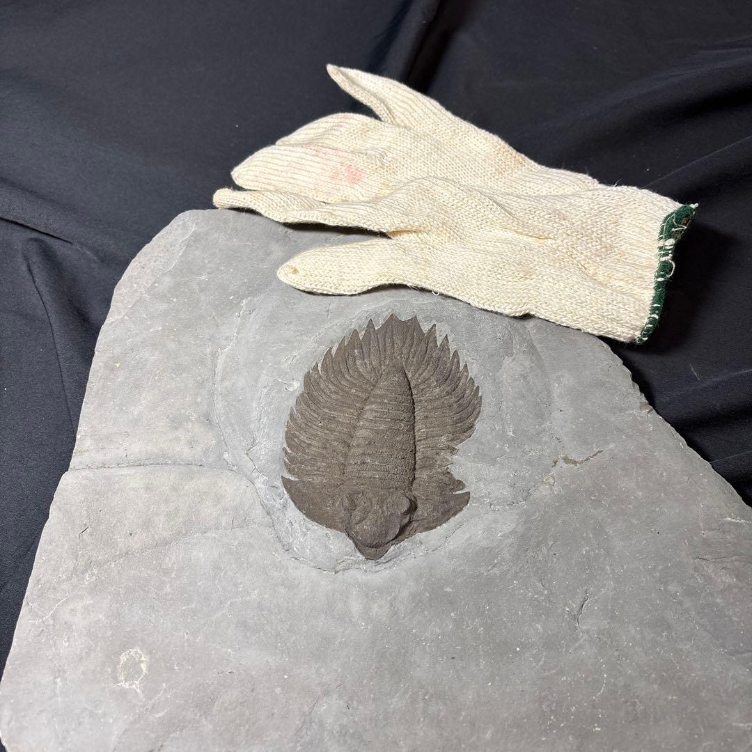 モリブデン　三葉虫化石