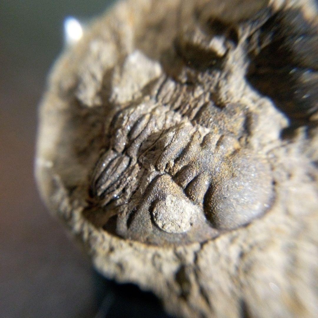 三葉虫　化石　fossil　ボリビア産　trilobite　海生動物識別⑩