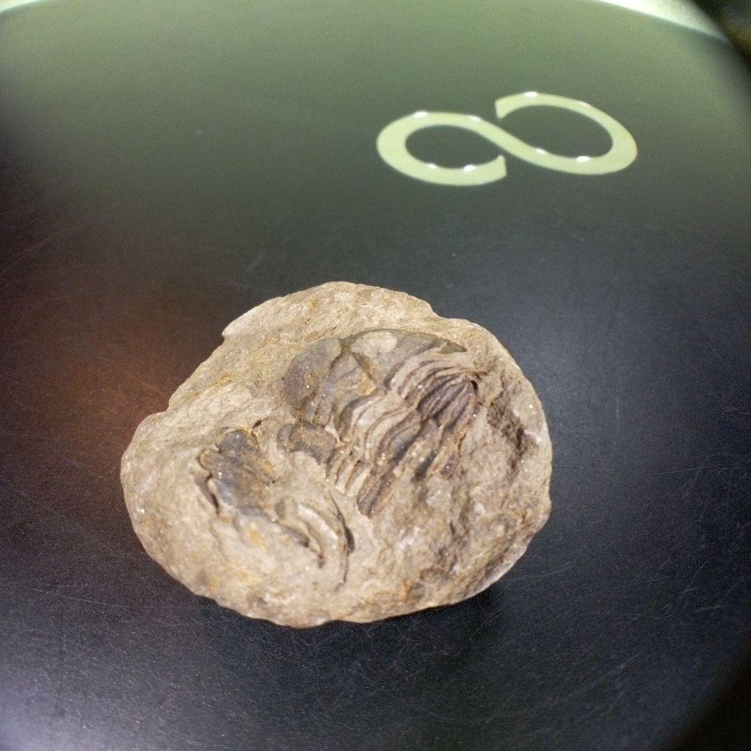 三葉虫　化石　fossil　ボリビア産　trilobite　海生動物識別⑩
