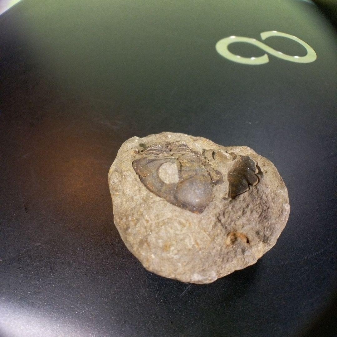 三葉虫　化石　fossil　ボリビア産　trilobite　海生動物識別⑩