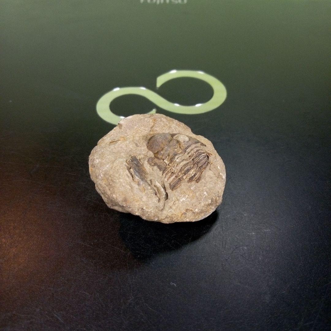 三葉虫　化石　fossil　ボリビア産　trilobite　海生動物識別⑩