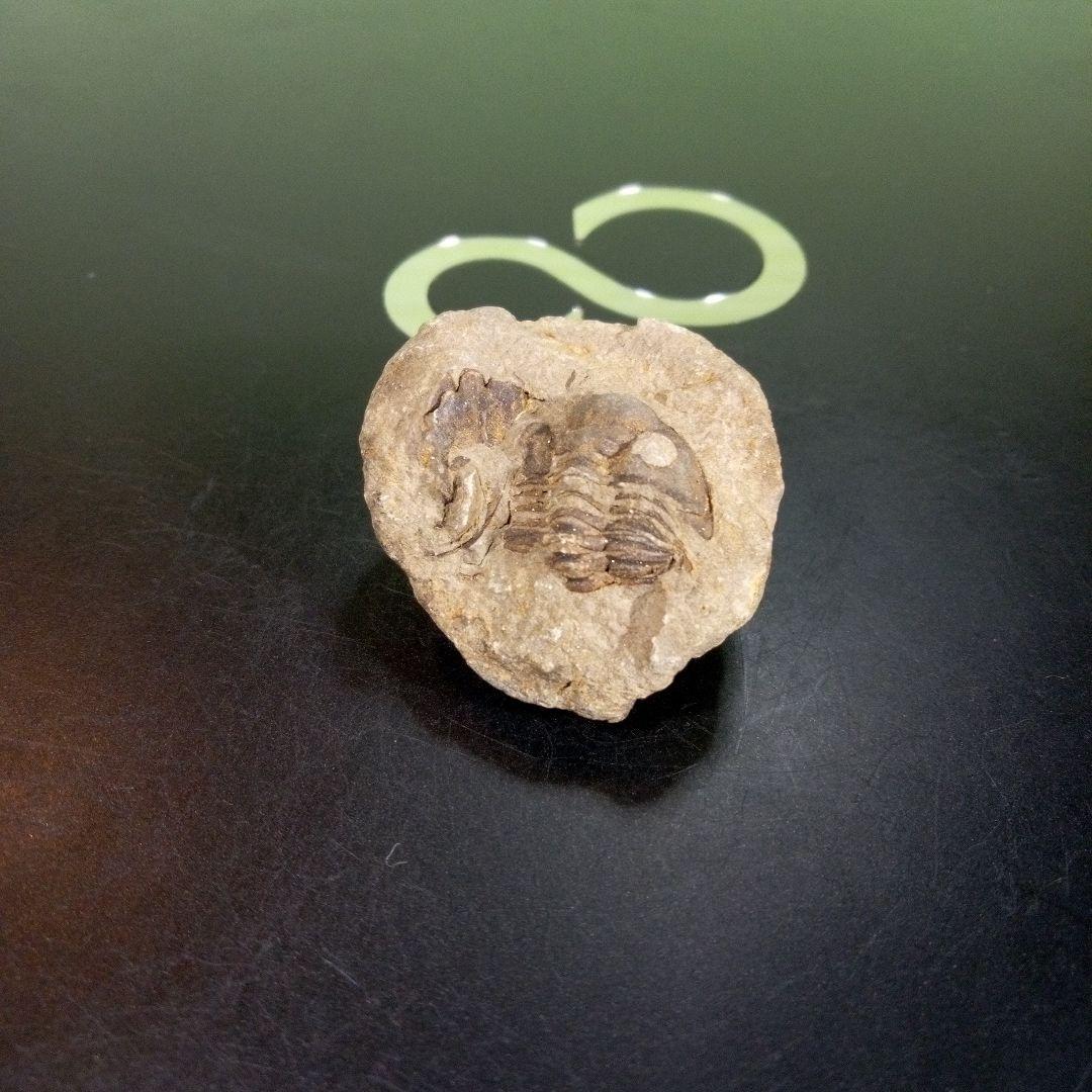 三葉虫　化石　fossil　ボリビア産　trilobite　海生動物識別⑩