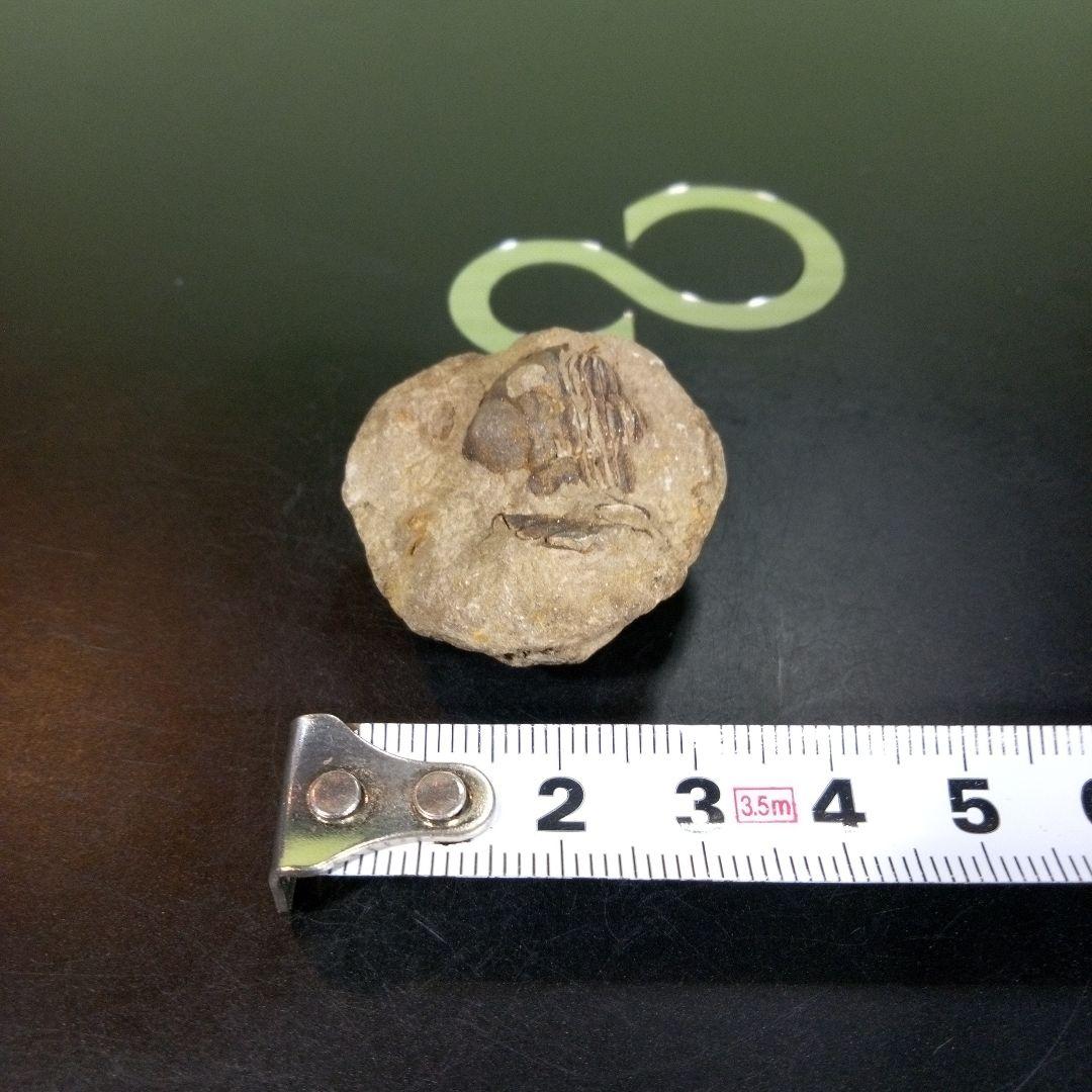 三葉虫　化石　fossil　ボリビア産　trilobite　海生動物識別⑩