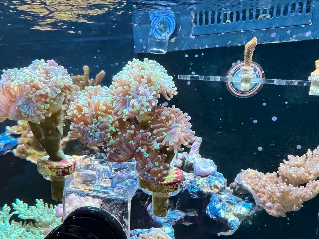 熱帯魚海水魚サンゴ　タコアシブランチ