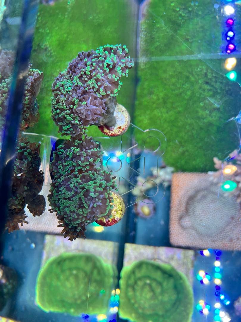 熱帯魚海水魚サンゴ　タコアシブランチ